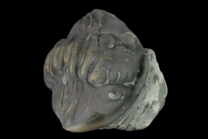 Wide Enrolled Flexicalymene Trilobite - Mt Orab, Ohio #137485